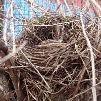 Amsel: Nest, Körnerpark