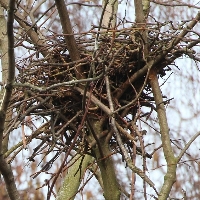 Nebelkrähen: Nest, Marx-Engels-Forum