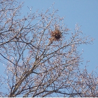 Eichhörnchen: Kobel, Britzer Garten