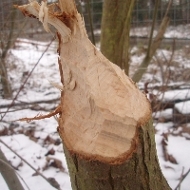 Biber: Fraßspuren, Berliner Tiergarten